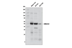 Cell Signaling Technology&nbsp;HMGCS2 D3U1A Rabbit mAb 100