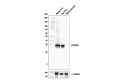 Cell Signaling Technology&nbsp;SYNGR1 Antibody 100 ul