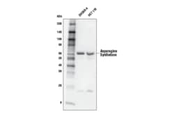 Cell Signaling Technology Asparagine Synthetase Antibody