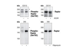 Cell Signaling Technology&nbsp;Phospho-Raptor Ser792 Antibo