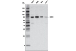 Cell Signaling Technology&nbsp;NO66 D7C8E Rabbit mAb 100 ul