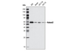 Cell Signaling Technology&nbsp;Naked2 C67C4 Rabbit mAb 20 u