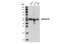Cell Signaling Technology&nbsp;MATK/CHK D2I6U Rabbit mAb 10