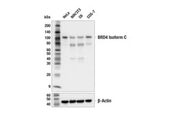 Cell Signaling Technology&nbsp;BRD4 Isoform C E1Q9N Rabbit