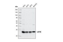 Cell Signaling Technology&nbsp;eIF4E C46H6 Rabbit mAb 20 ul