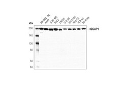 Cell Signaling Technology&nbsp;IQGAP1 D8K4X XPR Rabbit mA