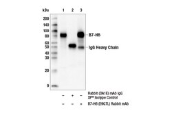 Cell Signaling Technology&nbsp;B7-H6 E9Q7L Rabbit mAb 100 u