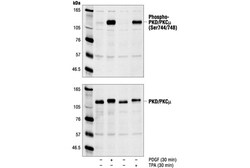 Cell Signaling Technology&nbsp;Phospho-PKD/PKC-mu Ser744/748