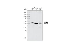 Cell Signaling Technology&nbsp;XIAP 3B6 Rabbit mAb 20 ul