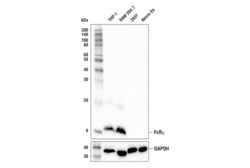 Cell Signaling Technology&nbsp;FcR-gamma Antibody 100 ul