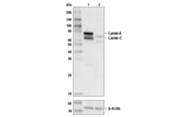 Cell Signaling Technology&nbsp;Lamin A/C Antibody 20 ul
