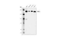 Cell Signaling Technology&nbsp;SRC-1 D1M3Y Rabbit mAb 100 u