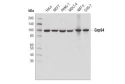 Cell Signaling Technology&nbsp;Grp94 D6X2Q XPR Rabbit mAb