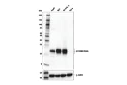 Cell Signaling Technology&nbsp;GCSAM/HGAL Antibody 100 ul