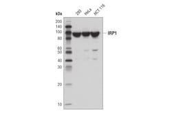 Cell Signaling Technology&nbsp;IRP1 D6S4J Rabbit mAb 100 ul