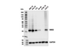 Cell Signaling Technology&nbsp;MMD E4U4G Rabbit mAb 100 ul