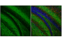 Cell Signaling Technology&nbsp;SNAP25 F1A9G Mouse mAb 100 u