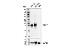 Cell Signaling Technology&nbsp;OCA-T1 Antibody 100 ul