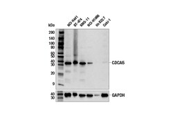 Cell Signaling Technology&nbsp;CDCA5 E7M3N Rabbit mAb 100 u