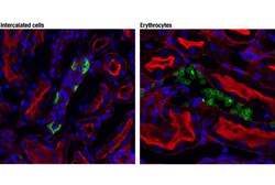 Cell Signaling Technology&nbsp;AE1/SLC4A1 D3X1R Rabbit mAb