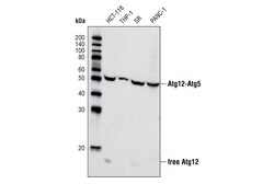 Cell Signaling Technology&nbsp;Atg12 Antibody 20 ul