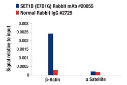 Cell Signaling Technology&nbsp;SET1B E7D1G Rabbit mAb 100 u