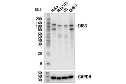 Cell Signaling Technology&nbsp;DIS3 Antibody 100 ul