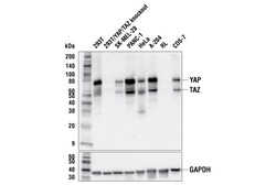 Cell Signaling Technology&nbsp;YAP/TAZ E9M8G Rabbit mAb BS