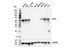 Cell Signaling Technology&nbsp;ATL3 F5T5J Rabbit mAb 100 ul