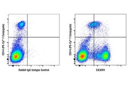 Cell Signaling Technology&nbsp;CX3CR1 E9J4I Rabbit mAb 100