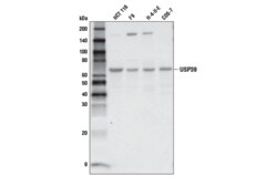 Cell Signaling Technology&nbsp;USP39 Antibody 100 ul