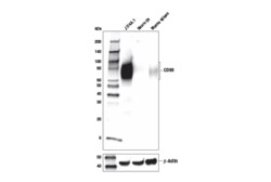 Cell Signaling Technology&nbsp;CD86 E5W6H Rabbit mAb 20 ul