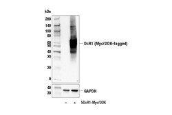 Cell Signaling Technology&nbsp;DcR1 E9Z4U Rabbit mAb 100 ul