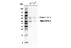 Cell Signaling Technology&nbsp;TCF4/TCF7L2 C48H11 Rabbit mA