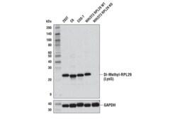 Cell Signaling Technology&nbsp;Di-Methyl-RPL29 Lys5 D8T9P