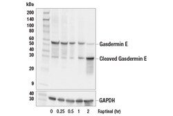 Cell Signaling Technology&nbsp;Gasdermin E E2X7E Rabbit mAb