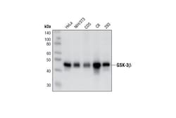 Cell Signaling Technology&nbsp;GSK-3-beta 27C10 Rabbit mAb