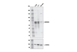 Cell Signaling Technology&nbsp;GATAD2A Antibody 100 ul