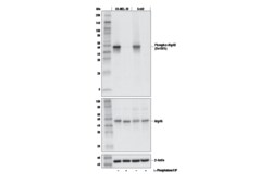 Cell Signaling Technology&nbsp;Phospho-Atg4B Ser383 Antibod