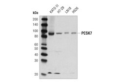 Cell Signaling Technology&nbsp;PCSK7 D4I5G Rabbit mAb 100 u