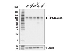 Cell Signaling Technology&nbsp;STRIP1/FAM40A E8J6I Rabbit m