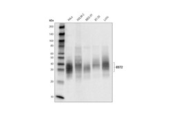 Cell Signaling Technology&nbsp;BST2 D5V5Z Rabbit mAb 100 ul