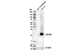Cell Signaling Technology&nbsp;CMTM6 E5B1F Rabbit mAb 100 u
