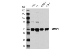 Cell Signaling Technology&nbsp;DMAP1 D4O2G Rabbit mAb 100 u