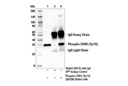 Cell Signaling Technology&nbsp;Phospho-CDK5 Tyr15 E6C8N R
