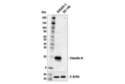 Cell Signaling Technology&nbsp;Claudin-6 E7U2O XPR Rabbit