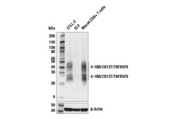 Cell Signaling Technology&nbsp;4-1BB/CD137/TNFRSF9 E2J5H XP