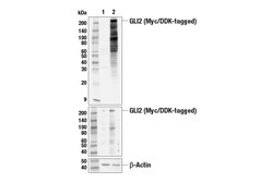 Cell Signaling Technology&nbsp;GLI2 E5V8N Rabbit mAb 100 ul