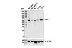 Cell Signaling Technology&nbsp;CDYL E7S8T Rabbit mAb 100 ul