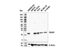 Cell Signaling Technology&nbsp;Rab29 E4P6M Rabbit mAb 100 u